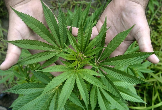 Planta de mariguana. Foto: EFE