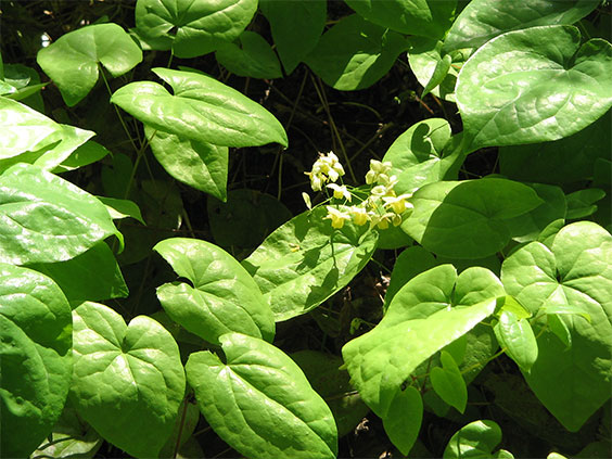 horny-goat-weed