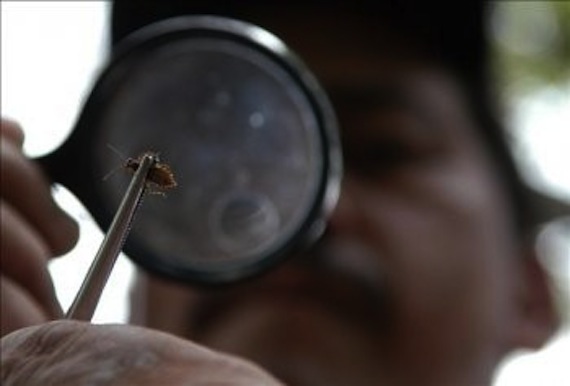 Son varios los señalamientos de que México ha descuidado los casos de esta enfermedad e incluso los oculta. Foto: EFE