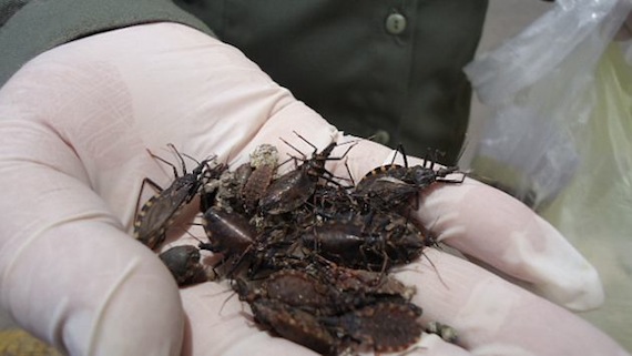 La insuficiencia cardíaca  se convierte en la causa más común de muerte entre los adultos afectados con chagas. Foto: EFE