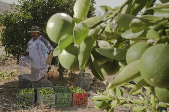 Los campesinos y los trabajadores del agro son uno de los sectores más suceptibles al daño de los plaguicidas. Foto: Cuartoscuro