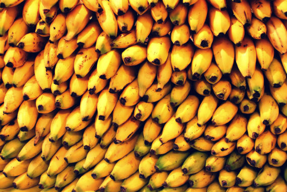 México Produce Al Año Millones De Toneladas De Plátano Al Año Foto Cuartoscuro