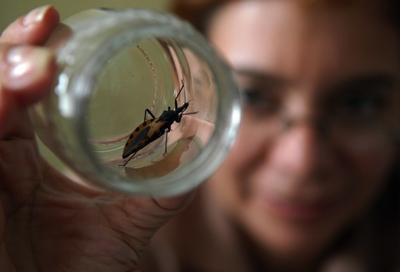 El más de Chagas es provocado por la llamada "chinche besucona" y actualmente afecta a cerca de un millón de mexicanos. Foto: EFE