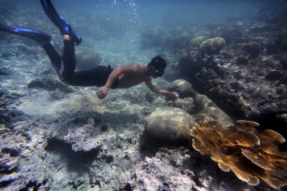 Vida marina ecosistema