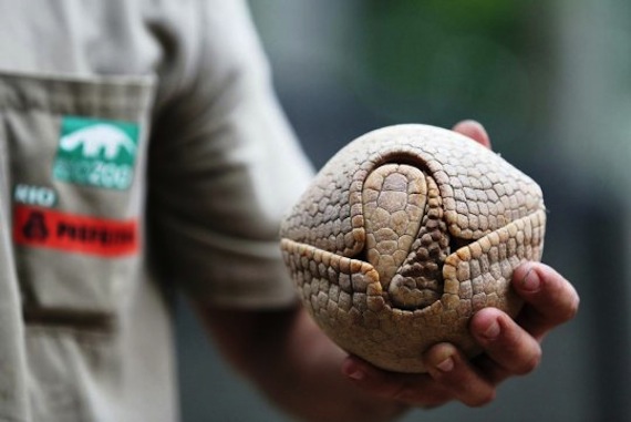 El armadillo de tres bandas es una especie amenazada a la que la llegada del Mundial supuestamente iba a beneficiar. Foto: EFE