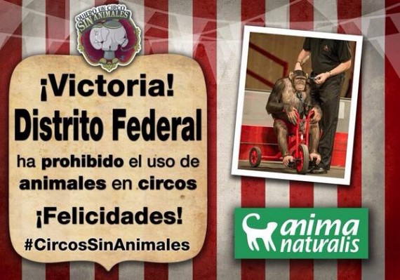 Animanaturalis celebró las modificaciones de la ALDF para un circo sin animales. Foto: Twitter