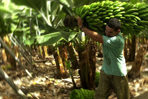 En muchos países africanos el plátano es uno de los alimentos principales, por lo que la nueva variedad ayudaría a resolver deficiencias alimenticias. Foto: EFE