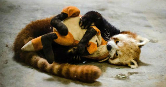 La llegada de un Panda Rojo al Zoológico de San Francisco provocaron la fascinación de los cibernautas por este animal. Foto: io9, Jessie Greger