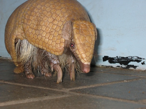 Su capacidad para protegerse, haciéndose bola, hicieron del armadillo el animal ideal para representar la Copa del Mundo. Foto: EFE