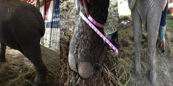 La elefanta asiática era maltratada en un circo localizado en el municipio de Comalcalco. Foto: Profepa