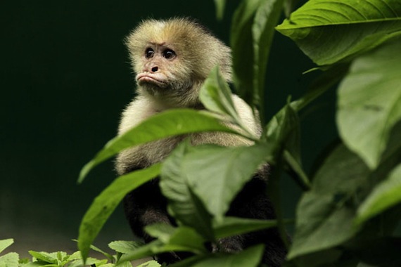 El cierre de los zólogicos pretende provocar un cambio de conciencia ambiental entre los costarricenses. Foto: EFE