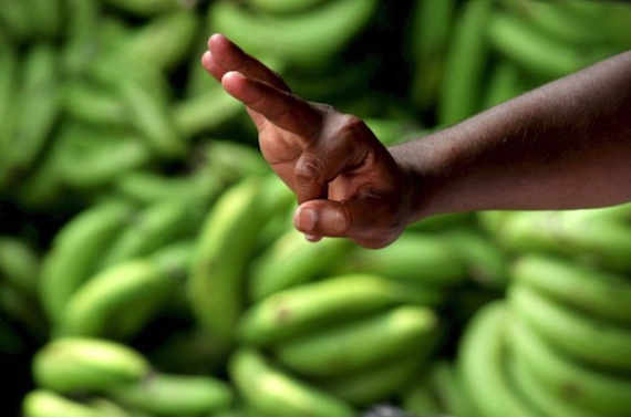 Los nuevos plátanos están diseñados genéticamente para aumentar los niveles de vitamina A. Foto: EFE