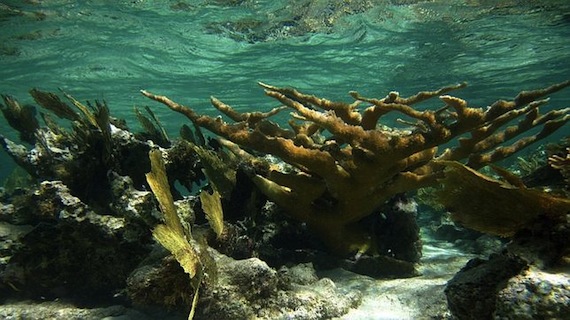 La sobrepesca, la contaminación y el calentamiento global son las principales causas de la desaparición de los arrecifes de coral. Foto: EFE