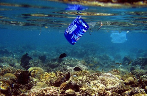 Los expertos afirman que  “el coral del Caribe no es causa perdida". Foto: EFE