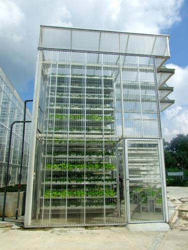 Las granjas verticales producen hasta una tonelada de vegetales al día. Foto: EFE