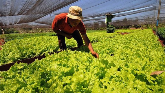 Pronto muchos vegetales tendrán el sello de compañías tecnológicas como Panasonic. Foto: EFE