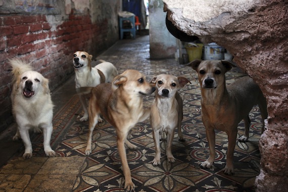 Proponen Cortar Cuerdas Vocales a Perros De Criaderos Para Que No Hagan Ruido Foto Cuartoscuro