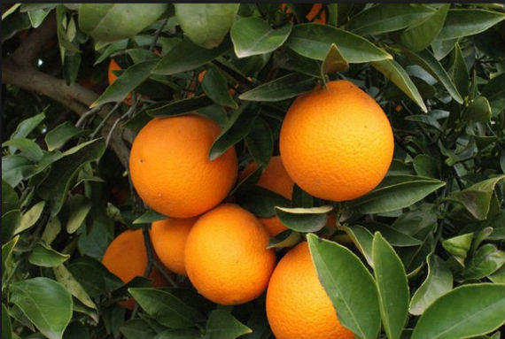 Los precios de la naranja en el país han registrado incrementos de hasta 50 por ciento. Foto: euroresidentes.com