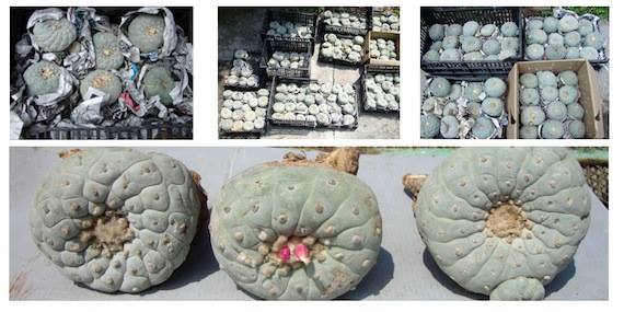 De las 297 piezas aseguradas, 271 pertenecen a la especie Lophophora sp.; mientras que los 26 ejemplares restantes corresponden a la especie Echeveria sp. Foto: Especial