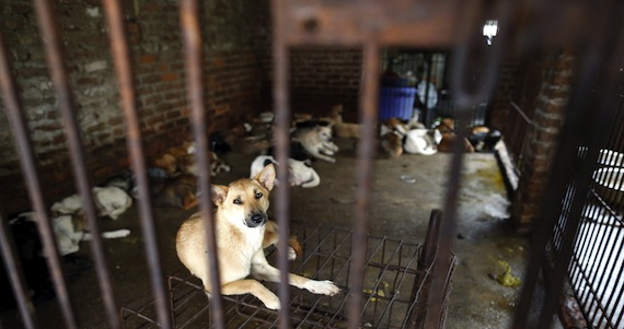 Foto De Archivo Tomada El De Septiembre De De Varios Canes Enjaulados Cerca De Un Puesto Callejero De Venta De Carne De Perro En Un Mercado De Hanoi vietnam Foto Efe