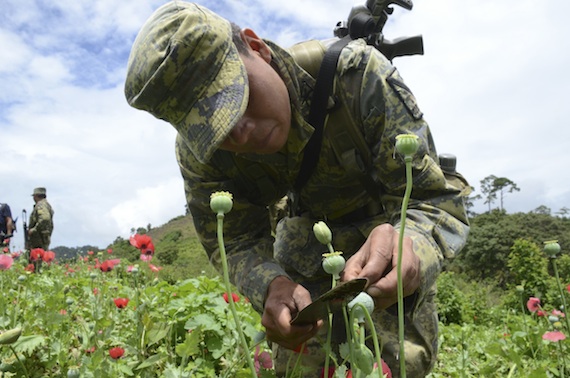 Elemento del Ejército Militar cortando un sembradío de amapola en Guerrero. Foto: Cuartoscuro. 