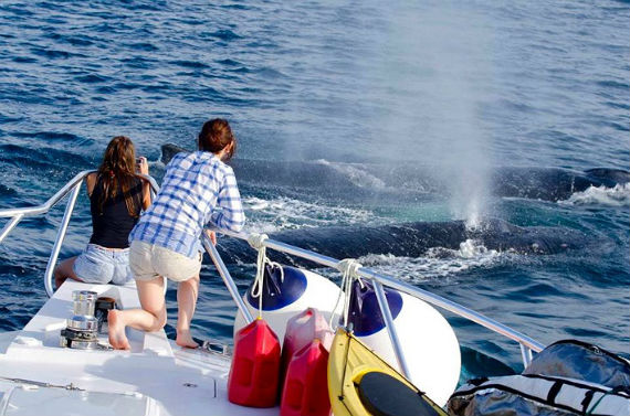 El Instituto De Protección De Ballenas ipb Aseguró Que Esta Decisión Puede Repercutir En Actividades Productivas Regionales Foto Efe