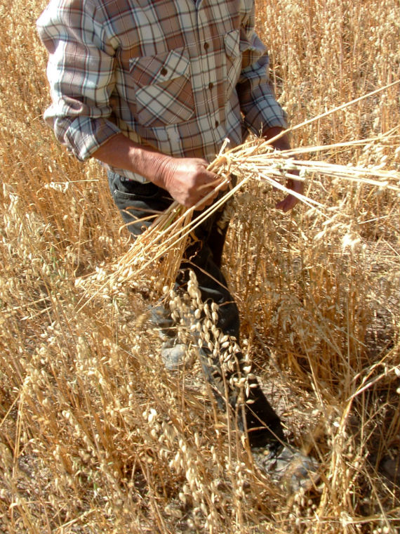 Cultivos de avena de trigo, Foto: Cuartoscuro