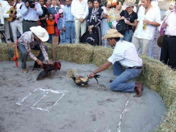 Foto De Un Palenque En México Donde Llevan a Cabo Una Pelea De Gallos Foto Especial