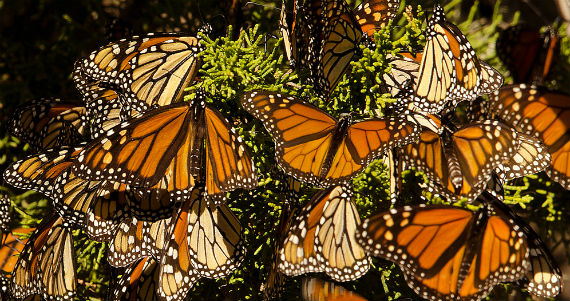 Mariposas Monarca