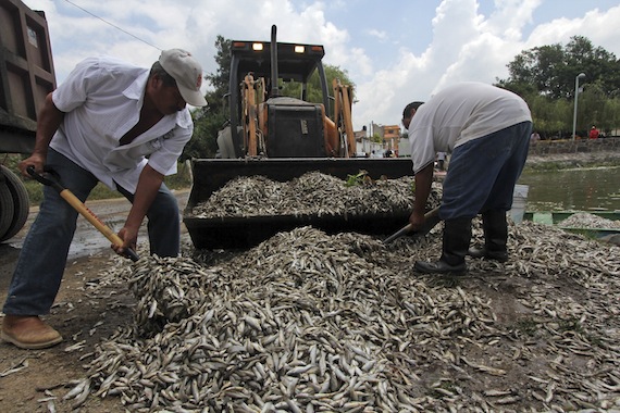 Al Menos Cuatro Veces Este Año Han Aparecido Miles De Peces Muertos En Una Laguna Del Estado De Jalisco Foto Cuartoscuro