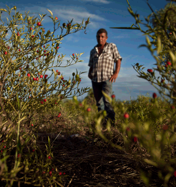 Marco Antonio Navarro, productor de chile chiltepín en Sonora. Sus tierras están contaminadas por el derrame en Cananea. El temor es que las reformas traiga, a otras empresas, sobre todo energéticas, que son altamente contaminantes. Fuente: Cuartoscuro