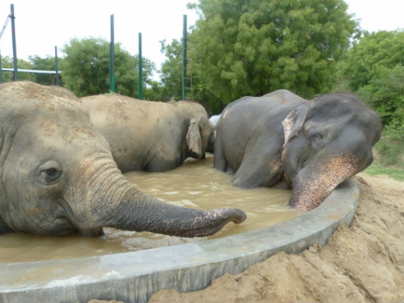 En agosto, la organización reportó que Raju ha estado muy bien en el refugio, que ama jugar en el agua y comido como nunca, además de hacer amigas. Foto: Wildlife SOS