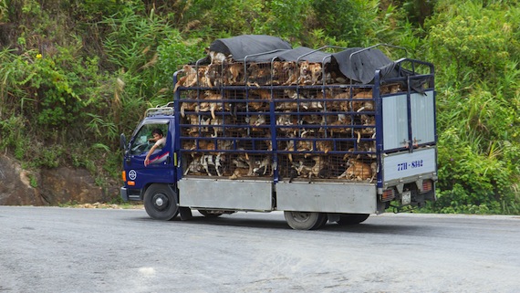 Los Perros Sufren Desde Que Son Robados Hasta Que Son Sacrificados Viajan Largas Horas Por Las Carreteras a Través Del País Sin Consumir Agua Ni Comida En Jaulas Muy Pequeñas Y Muchas Veces Van Aplastados Foto Shutterstock