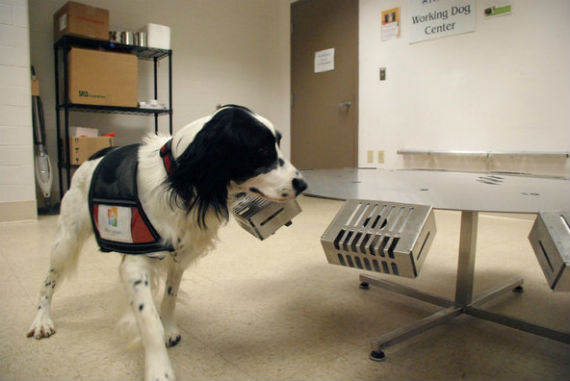 Uno de los perros en su entrenamiento. Foto: Penn Vet Working Dog Center