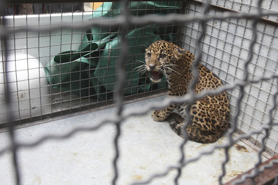 Un Cachorro De Jaguar De Dos Meses Decomisado Por La Profepa En Tehuantepec Antes De Ser Vendido Por Mil Pesos Foto Cuartoscuroarchivo