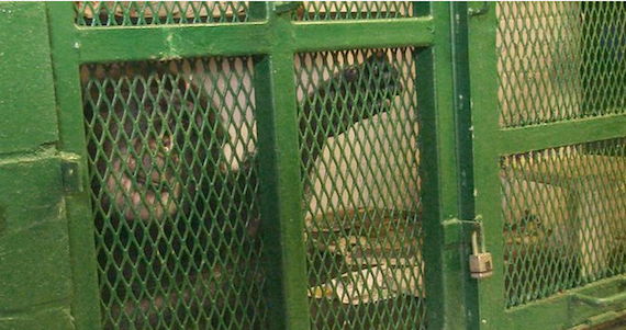 Una Corte En Nueva York Decide Si tommy Un Chimpancé Enjaulado De Años Podrá Tener Los Mismos Derechos Que Una Persona Foto the Nonhuman Rights Project