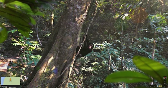 En Una Chimpancé Dio a Luz a Un Bebé Macho Que Fue Nombrado Google Después Del Convenio Entre La Fundación Y La Empresa Con Oficinas En California Imagen Google Street View