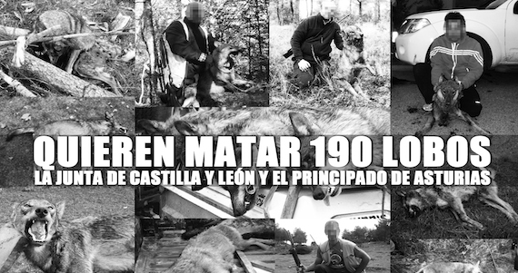 En Portugal Las Manadas Del Lobo Ibérico Se Encuentran Estrictamente Bajo La Protección Del Gobierno Nacional Junto Con El De La Unión Europea Activistas Exigen Que Así Sea En España También En Vez Que Se Le Persiga Imagen Lobomarleyorg