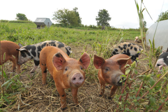 El éxito de Chipotle Mexican Grill se caracteriza por ser una empresa que consume productos orgánicos. Foto: Niman Ranch