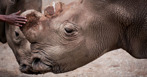 En Namibia se implementaron varias acciones en contra de la caza, como cortar sus cuernos para que no sean asesinados. Foto: Shutterstock.