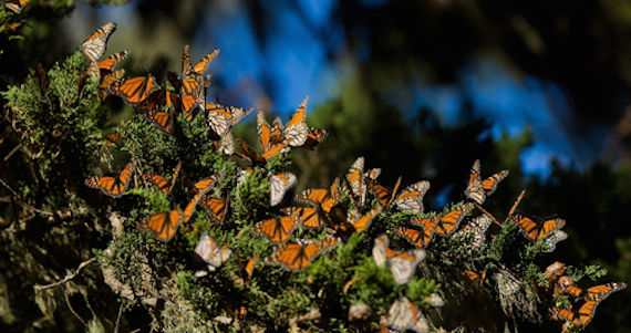 Las Mariposas Monarca Recorren Distancias Desde Canadá En Otoño Hacia México Para Hibernar Foto Shutterstock