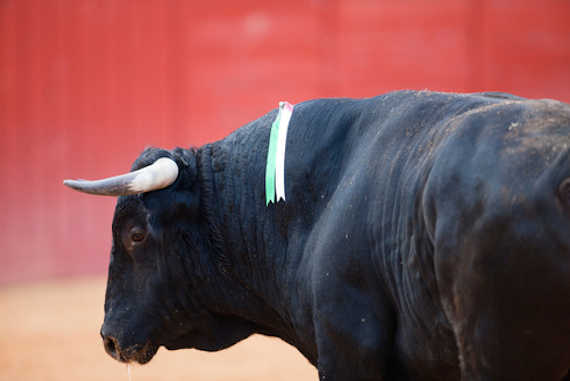 Mientras que en algunas regiones de España las corridas de toro ya están prohibidas, México alberga cinco estados que consideran la tauromaquia como Patrimonio Cultural Inmaterial. Foto: Shutterstock.