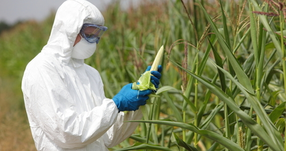 La Reducción De Su Hábitat Reproductivo En Estados Unidos Y Canadá Se Debe Al Cambio De Uso Del Suelo Y La Disminución Del Algodoncillo Que Se Asocia Con El Uso De Herbicidas Foto Shutterstock