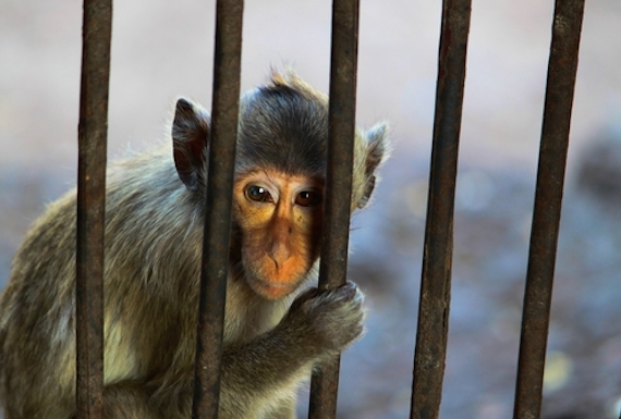 Estudios Científicos Y Organizaciones Defensoras De Los Derechos De Los Animales Recomiendan No Tener a Un Primate Como Especie Foto Shutterstock