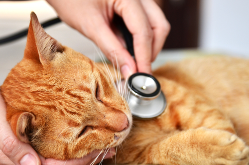 En La Mayoría De Las Ocasiones Los Dueños No Tienen Nada Que Ver Con Que Sus Mascotas Padezcan Cáncer Ya Que Casi Siempre Se Debe a Otros Factores Foto Shutterstock