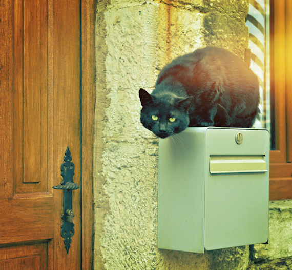 Aunque No Se Realicen Actos O Rituales Con Los Gatos Las Asociaciones Defensoras De Los Animales Exhortan a Mantener a Los Felinos Dentro De Los Hogares Pues Los Niños O Los Disfraces Podrían Alterarlos Foto Shutterstock