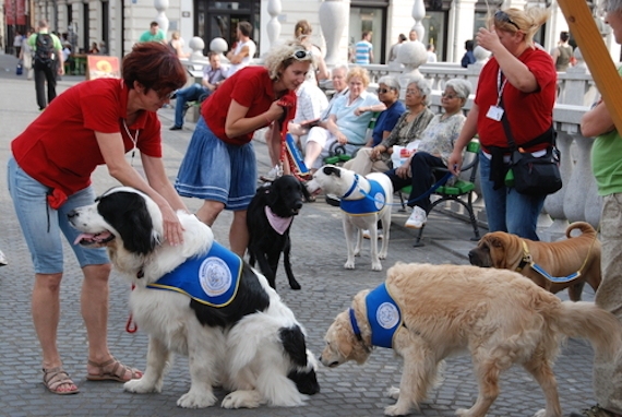 Los perros pueden ayudar a las personas que padecen depresión y que viven en las ciudades grandes. Foto: Shutterstock. 