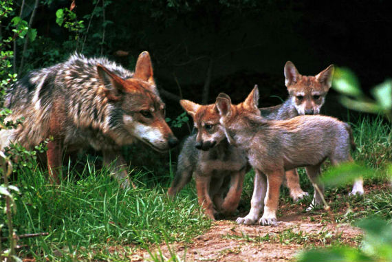 Desde las últimas tres décadas, tanto Estados Unidos como México decidieron extraer del medio silvestre a los últimos individuos que se encontraban en los estados de Durango y Chihuahua para someterlos a un programa de reproducción en cautiverio. Foto: Cuartoscuro/Archivo.