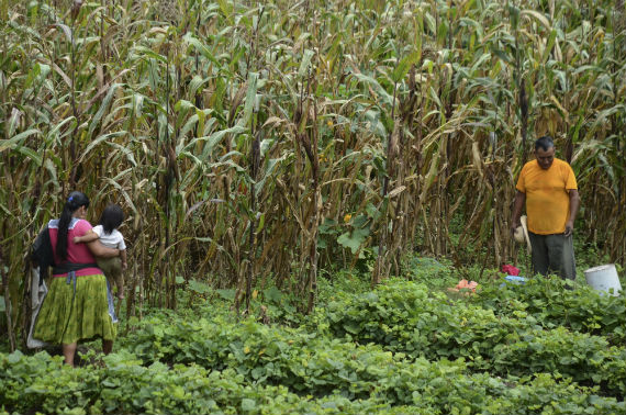 Las políticas agrícolas deben estar enfocadas en combatir la pobreza. Foto; Cuartoscuro.