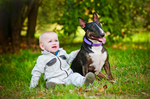 La raza de perro bull terrier fue considerada por el Diputado del PAN dentro de la lista de "animales peligrosos" de su iniciativa de legislación a la Ley Ambiental del Estado de Nuevo León. Foto: Shutterstock.